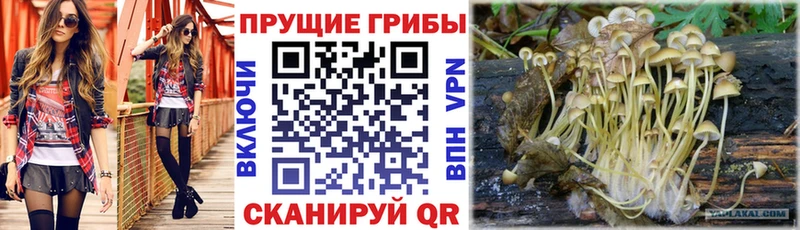 Псилоцибиновые грибы Magic Shrooms  что такое наркотик  Болгар 